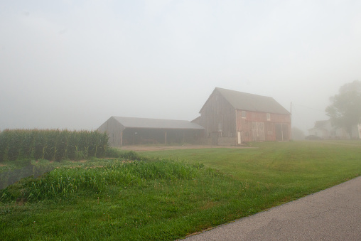 Country Road in the fog-corn field and barn in the background