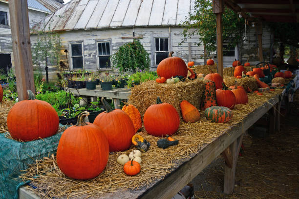 istock Fall Pumpkins and Gourds-Central Indiana 1444954709