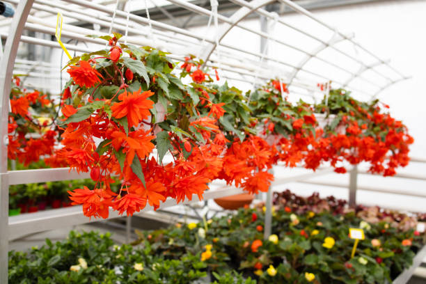 istock Red geranium flowers in summer garden. Bright pelargonium 1444956957