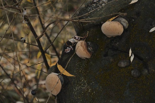 Cream colored mushroom growing on a tree trunk or bark Close up
