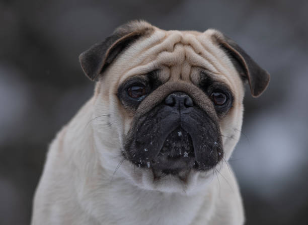 istock pug dog portrait in winter 1444957093