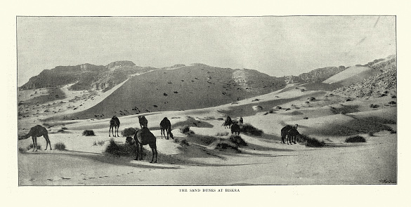 Vintage illustration after of Photograph of Camels in the sand dunes at Biskra, Algeria, Victorian 19th Century. By Leroux, Algiers