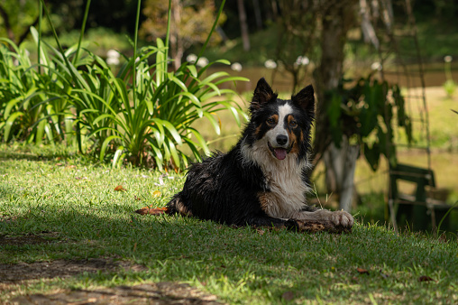 Border Collie playing on a sunny day outdoors in nature. Dogs need to exercise, and combining outdoor games with these activities makes everything easier and more enjoyable!
