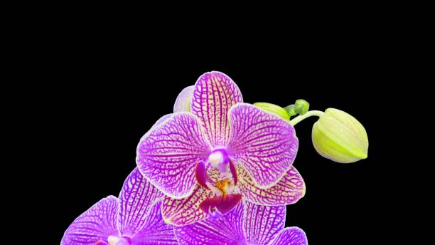 istock Pink x Doritaenopsis flowers blooming studio shot. 1444960180