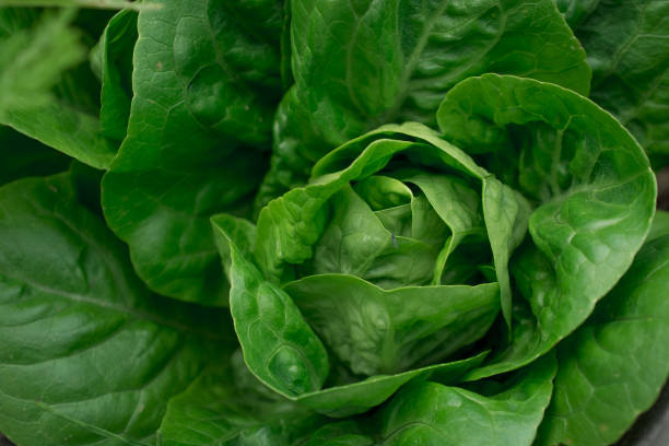 frische grüne blattsalatpflanze auf dem bauernhof - hydroponics vegetable lettuce greenhouse stock-fotos und bilder
