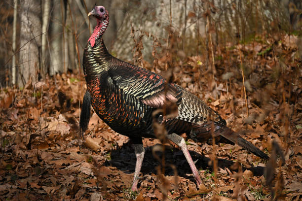 istock Proud wild turkey in November sunlight 1444963550