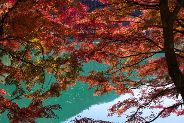 istock Beautiful maple leaves with vivid colors in November 1444963726