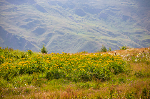 Meadow grass and flowers against a blurred mountain landscape.