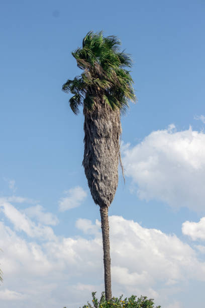 A tall Washingtonia robusta tree, known by common name as the Mexican fan palm, Mexican washingtonia, or skyduster, pictured in Mutare City, Manicaland province, Zimbabwe