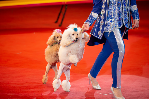 A trainer with a group of dogs in a circus. Dogs perform in the arena.