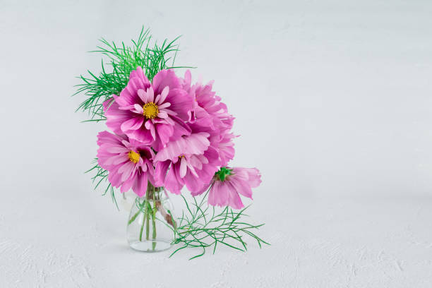 istock light pink Cosmos flowers isolated on white background. 1444966783