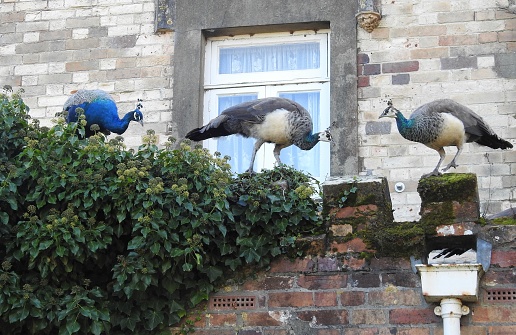 The Peacock is on the left behind one of the females.  The other female is on the right and facing the other two birds. Part of the wall is covered with ivy.