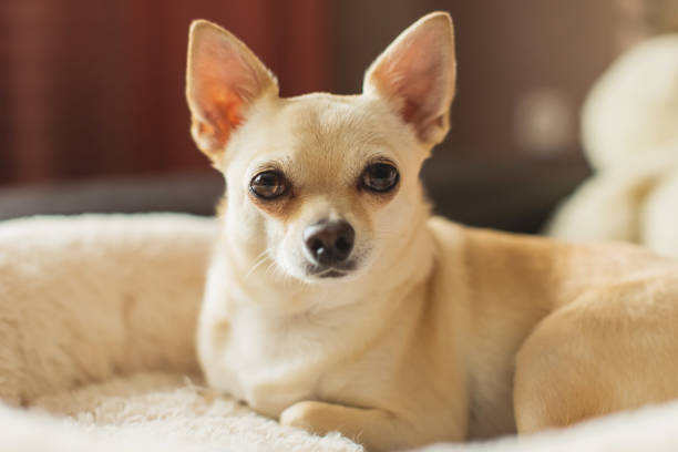 Light brown chihuahua lying on couch. Pet. Home comfort. Cozy stock photo