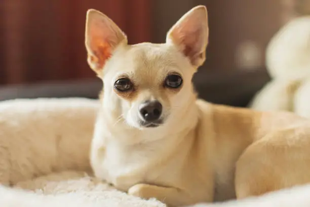 Photo of Light brown chihuahua lying on couch. Pet. Home comfort. Cozy