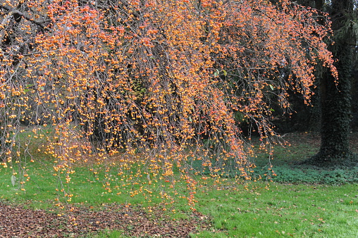 Small ovoid orange-yellow to deep orange fruits of crab apple tree in a garden in autumn