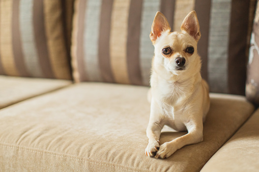 Light brown chihuahua lying on couch. Pet. Home comfort. Cozy