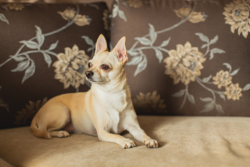 Light brown chihuahua lying on couch. Pet. Home comfort. Cozy