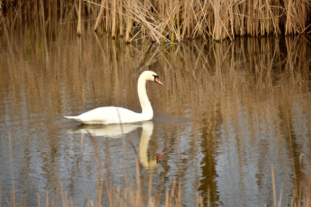 istock A white swan swims on a dark lake. 1444970304
