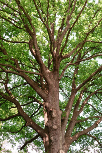 Stately old oak with beautiful branches as abstract art with a fresh green foliage.