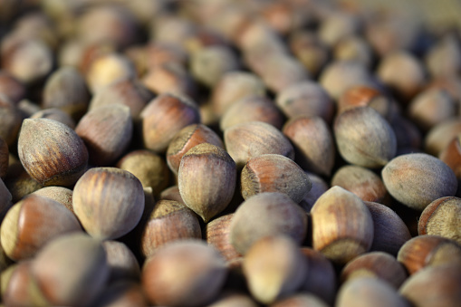 The picture shows hazelnuts, hazelnuts. Nuts lie in a pile on the table, texture pattern.