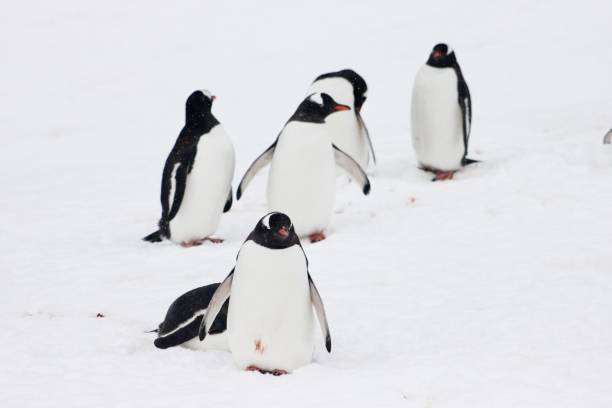 istock Antarctica - Gentoo Penguins 1 1444971717