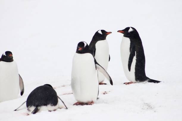 istock Antarctica - Gentoo Penguins 4 1444971729