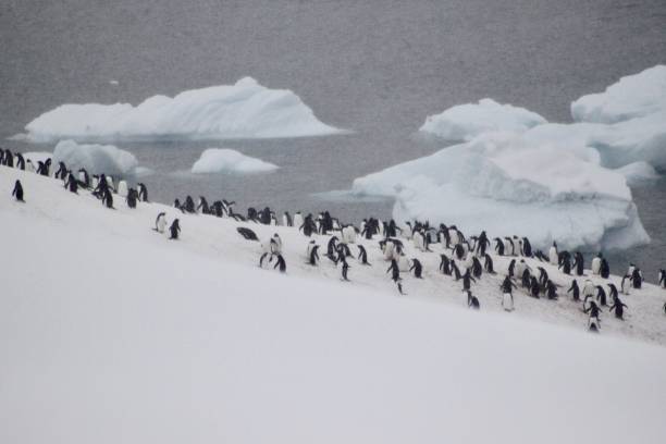 istock Antarctica - Gentoo Penguins 7 1444971746