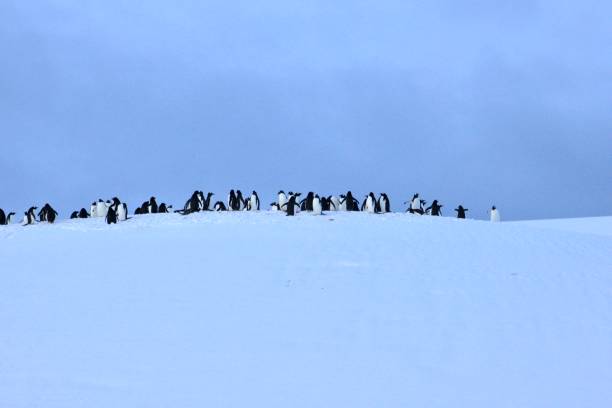 istock Antarctica - Gentoo Penguins 8 1444971761
