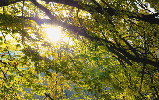 Summer Defocused Background. Tree Branches With Green Leaves Shining With Sunlight
