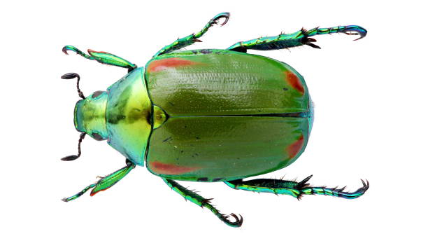 istock Scarab beetles of Rutelinae: Callistethus stoliczkae Sharp.1873 1444972731
