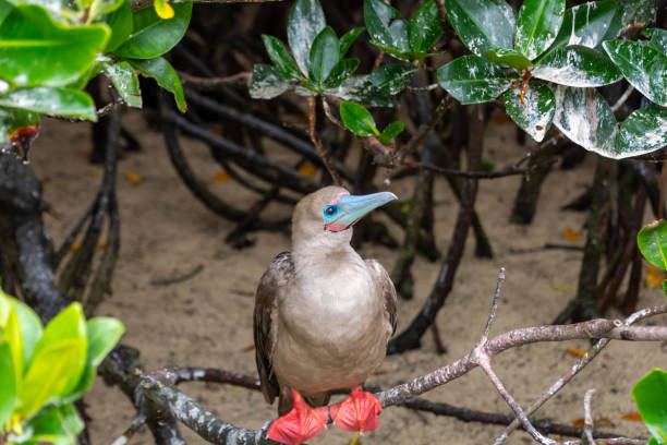 booby dalle zampe rosse appollaiato - galapagos islands bird booby ecuador foto e immagini stock