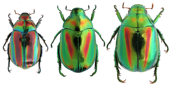 Green glitter beetle on leaf - animal behavior.