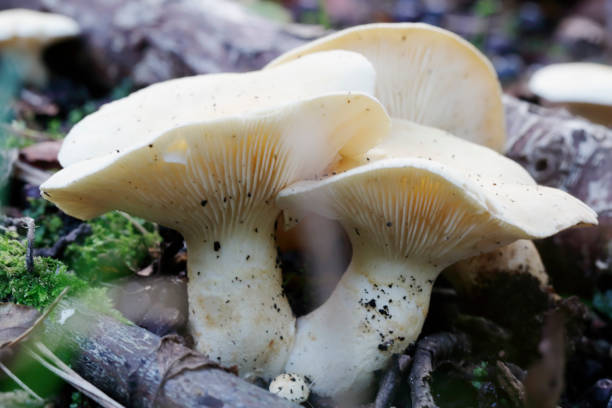 sulphur knight gas agaric (tricholoma sulphureum) - giftpilz stock-fotos und bilder