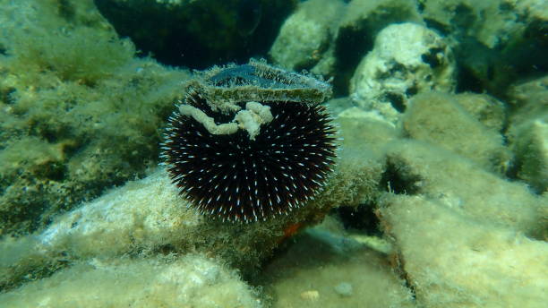 istock Violet sea urchin (Sphaerechinus granularis) undersea, Aegean Sea 1444973406