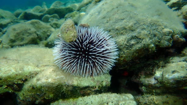 istock Violet sea urchin (Sphaerechinus granularis) undersea, Aegean Sea 1444973437
