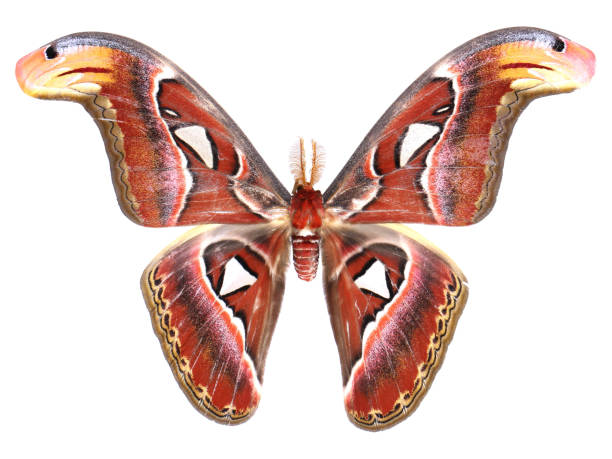 istock Beautiful insects collection: Attacus atlas 1444974661