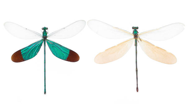 istock Beautiful insects collection: Neurobasis chinensis (Linnaeus, 1758) 1444974745