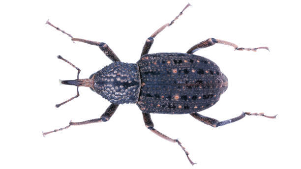 istock Beautiful insects collection: Sipalinus gigas pine tumor 1444974809