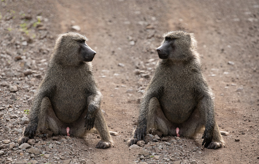 Baboon in Krueger National Park in South Africa