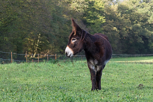 11 november 2022, Yutz Cité, Yutz, Thionville Portes de France, Moselle, Lorraine, Grand Est, France. In the late afternoon, in a pasture, a donkey stands facing the camera. He is motionless. He has erect ears. He looks aside.