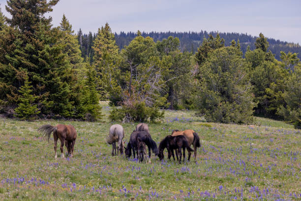 istock Wild Horses in Montana in Summer 1444976519