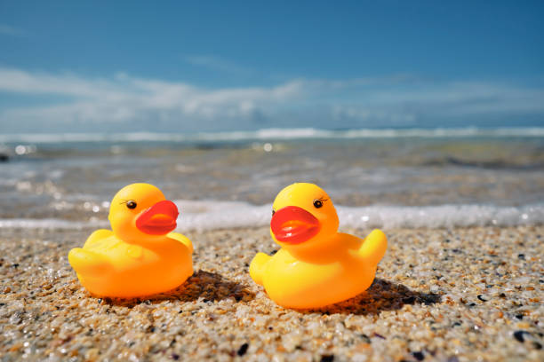 istock Conceptual, two rubber ducks on a beach holiday at Pedn Vounder Beach, Cornwall on a bright sunny day. 1444976611