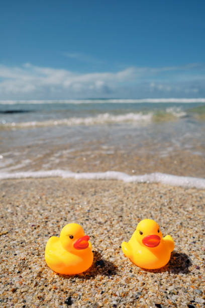 istock Conceptual, two rubber ducks on a beach holiday at Pedn Vounder Beach, Cornwall on a bright sunny day. 1444976622