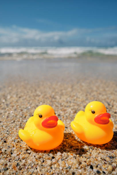 istock Conceptual, two rubber ducks on a beach holiday at Pedn Vounder Beach, Cornwall on a bright sunny day. 1444976655