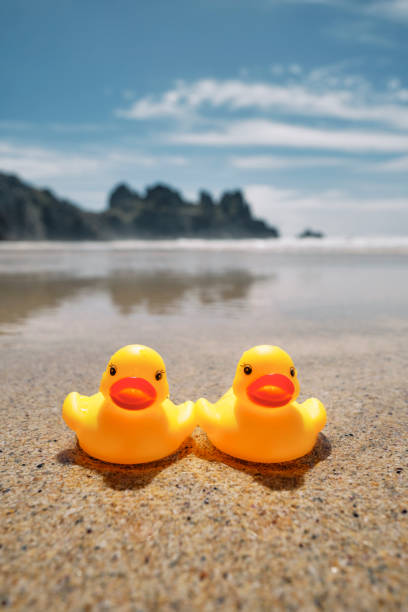 istock Conceptual, two rubber ducks on a beach holiday at Pedn Vounder Beach, Cornwall on a bright sunny day. 1444976741