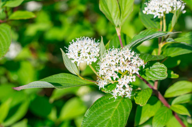 istock Flowers of Symphoricarpos albus (common snowberry) in spring time. 1444978507