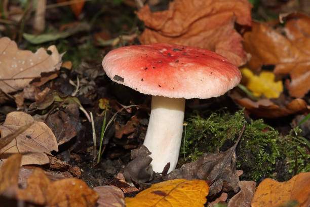 buk wymiotny russula (russula fageticola). - mushrooms mushroom fungus fungi undergrowth zdjęcia i obrazy z banku zdjęć