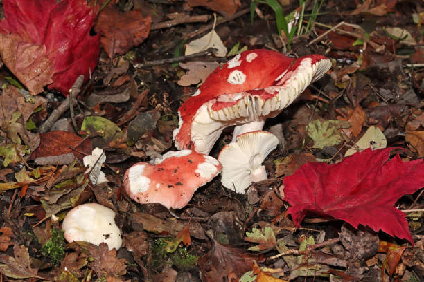 buk wymiotny russula (russula fageticola). - mushrooms mushroom fungus fungi undergrowth zdjęcia i obrazy z banku zdjęć