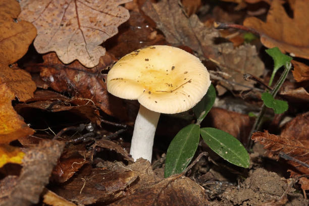 03 november 2022, Basse Ham, Thionville Portes de France, Moselle, Lorraine, France. It's fall. A Russula ochroleuca stands among fallen leaves. The top of the mushroom cap is yellow. The stem of the mushroom is white.