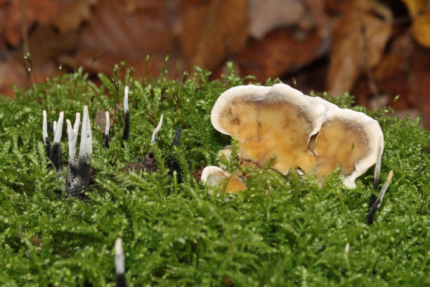 xylaire du bois - гриб свечей (xylaria hypoxylon) и tramète versicolore - турецкий хвост (trametes versicolor). - xylaria стоковые фото и изображения